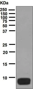 Western blot - Anti-Osteocalcin antibody [EPR3690] (AB133612)