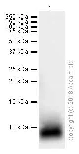 Western blot - Anti-Osteocalcin antibody [EPR3690] (AB133612)