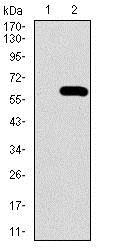 Western blot - Anti-Osteopontin antibody [7C5H12] (AB166709), expandable thumbnail