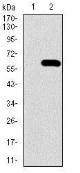 Western blot - Anti-Osteopontin antibody [7C5H12] (AB166709)