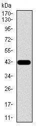 Western blot - Anti-Osteopontin antibody [7C5H12] (AB166709), expandable thumbnail