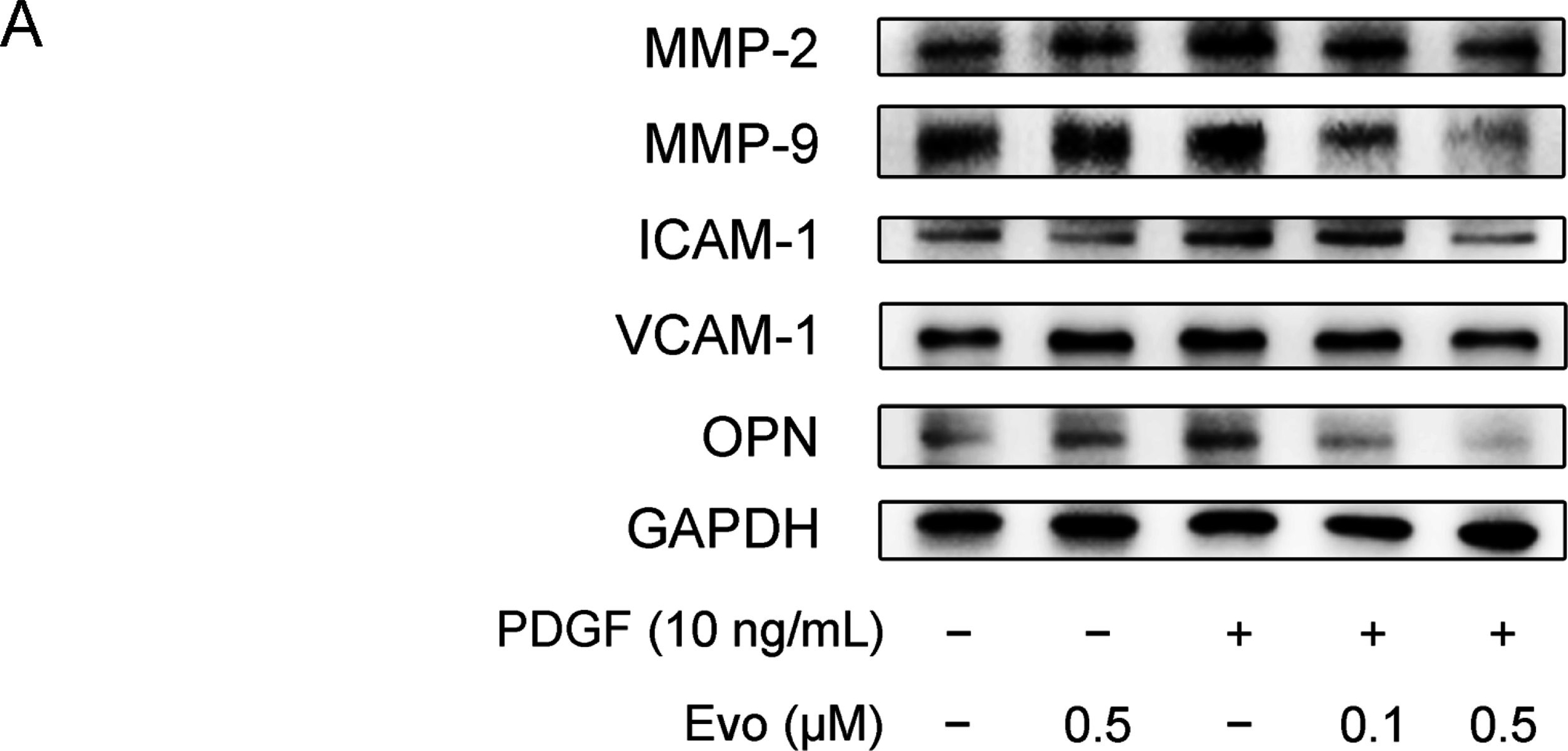 Western blot - Anti-Osteopontin antibody (AB11503)