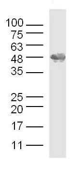Western blot - Anti-Osteopontin antibody (AB216406)