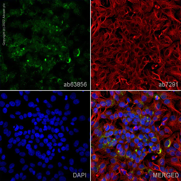 Immunocytochemistry/ Immunofluorescence - Anti-Osteopontin antibody (AB63856)