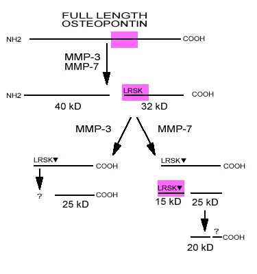 Schematic Diagram - Anti-Osteopontin antibody (AB8448)