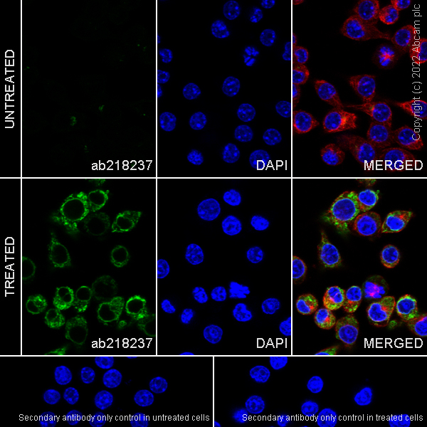 Immunocytochemistry/ Immunofluorescence - Anti-Osteopontin antibody [EPR21138] (AB218237), expandable thumbnail