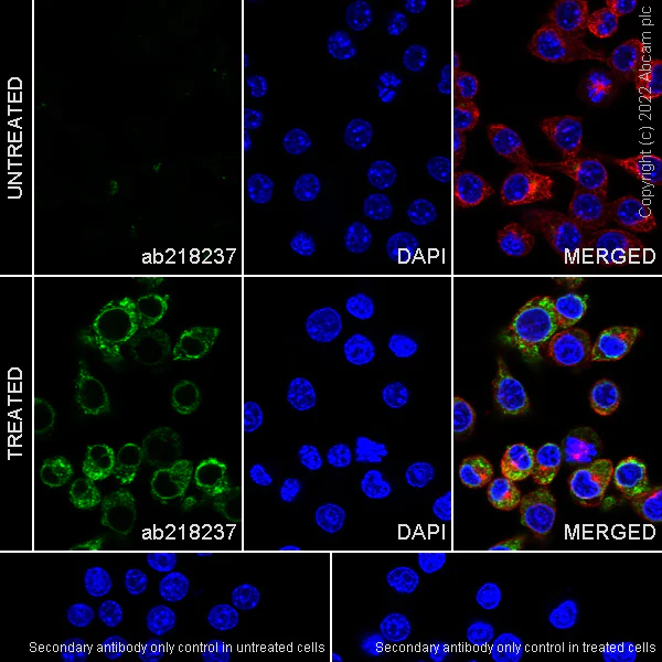 Immunocytochemistry/ Immunofluorescence - Anti-Osteopontin antibody [EPR21138] (AB218237)