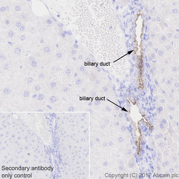 Immunohistochemistry (Formalin/PFA-fixed paraffin-embedded sections) - Anti-Osteopontin antibody [EPR21138] (AB218237), expandable thumbnail