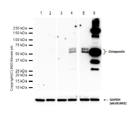 Western blot - Anti-Osteopontin antibody [EPR21138] (AB218237), expandable thumbnail