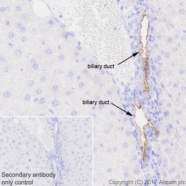 Immunohistochemistry (Formalin/PFA-fixed paraffin-embedded sections) - Anti-Osteopontin antibody [EPR21138] - BSA and Azide free (AB229854)