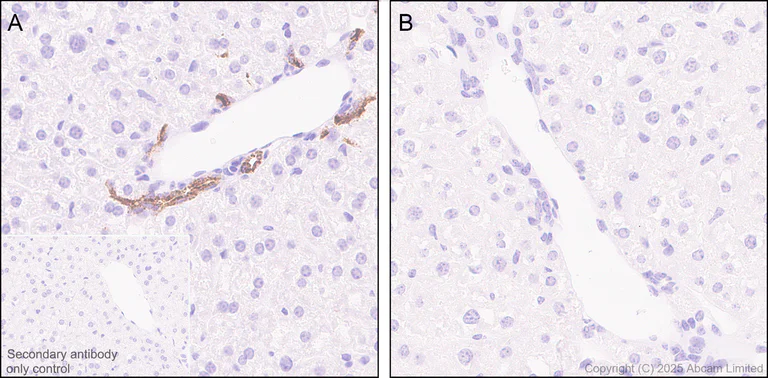 Immunohistochemistry (Formalin/PFA-fixed paraffin-embedded sections) - Anti-Osteopontin antibody [EPR21138] - BSA and Azide free (AB229854)