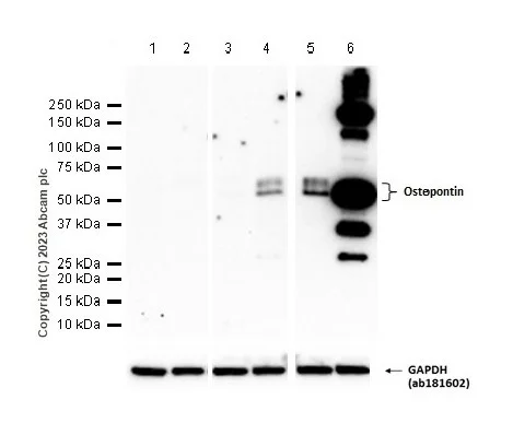 Western blot - Anti-Osteopontin antibody [EPR21138] - BSA and Azide free (AB229854)