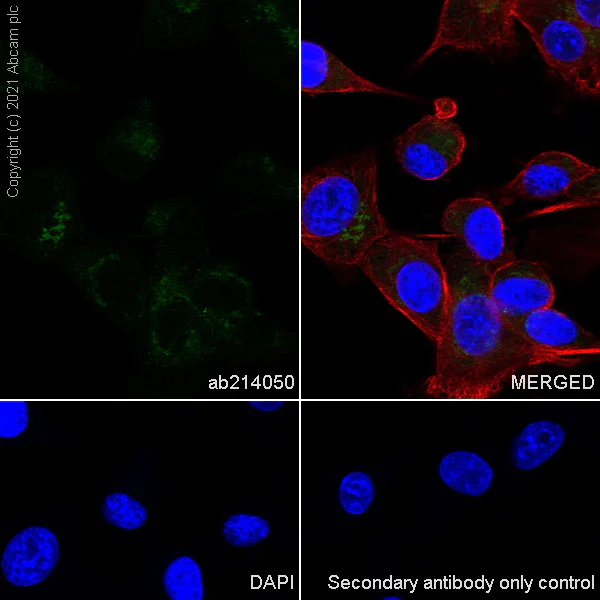 Immunocytochemistry/ Immunofluorescence - Anti-Osteopontin antibody [EPR21139-316] (AB214050)