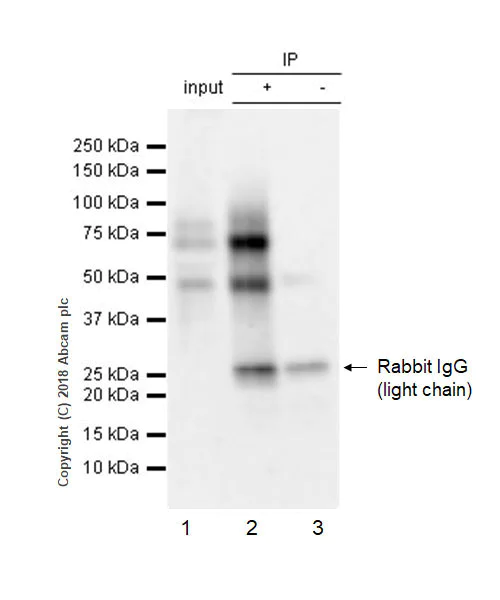 Immunoprecipitation - Anti-Osteopontin antibody [EPR21139-316] (AB214050)