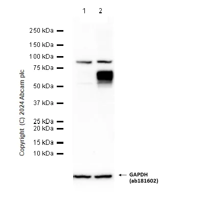 Western blot - Anti-Osteopontin antibody [EPR21139-316] (AB214050)