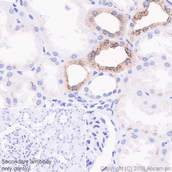 Immunohistochemistry (Formalin/PFA-fixed paraffin-embedded sections) - Anti-Osteopontin antibody [EPR21139-316] - BSA and Azide free (AB236213)