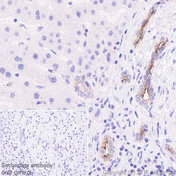 Immunohistochemistry (Formalin/PFA-fixed paraffin-embedded sections) - Anti-Osteopontin antibody [EPR21139-316] - BSA and Azide free (AB236213)