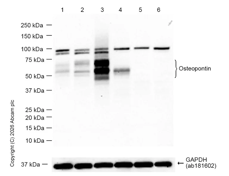Western blot - Anti-Osteopontin antibody [EPR21139-316] - BSA and Azide free (AB236213)