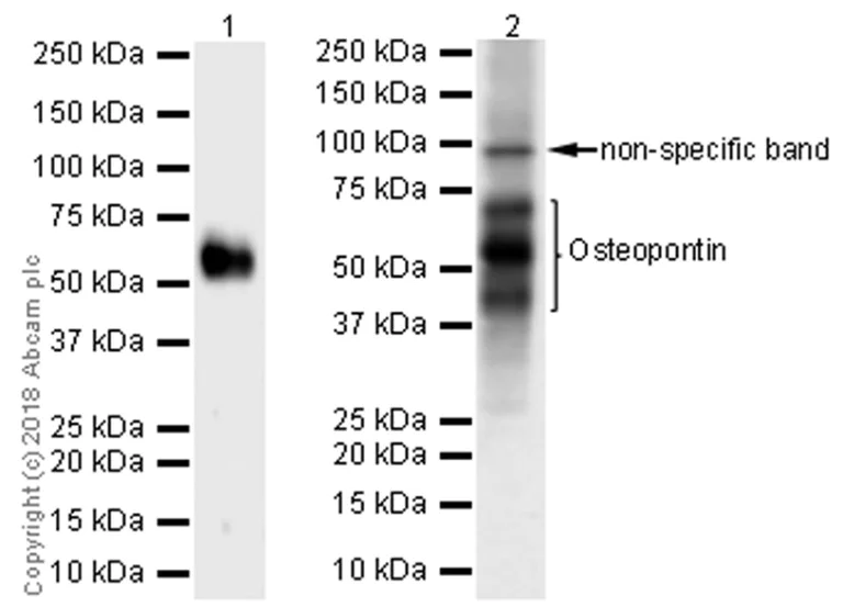 Western blot - Anti-Osteopontin antibody [EPR21139-316] - BSA and Azide free (AB236213)