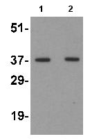 Western blot - Anti-Osteopontin antibody - N-terminal (AB181440)