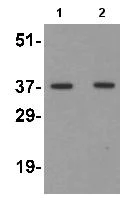 Western blot - Anti-Osteopontin antibody - N-terminal (AB181440)