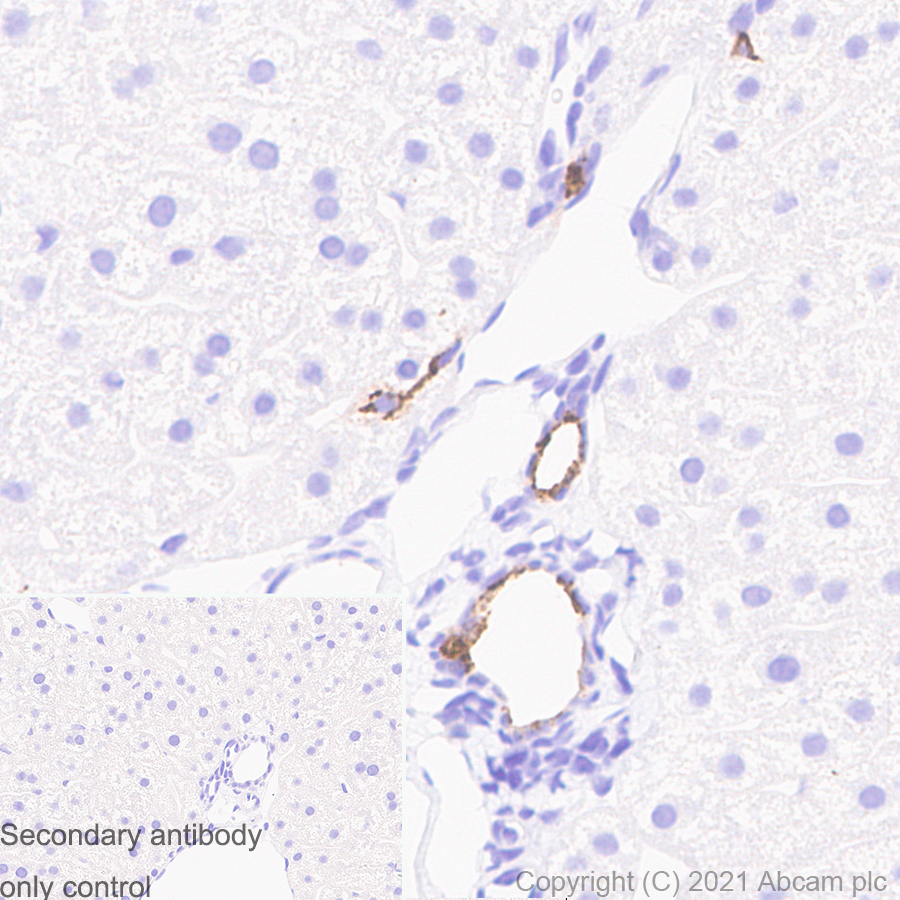 Immunohistochemistry (Formalin/PFA-fixed paraffin-embedded sections) - Anti-Osteopontin antibody [RM1018] (ab283656), expandable thumbnail