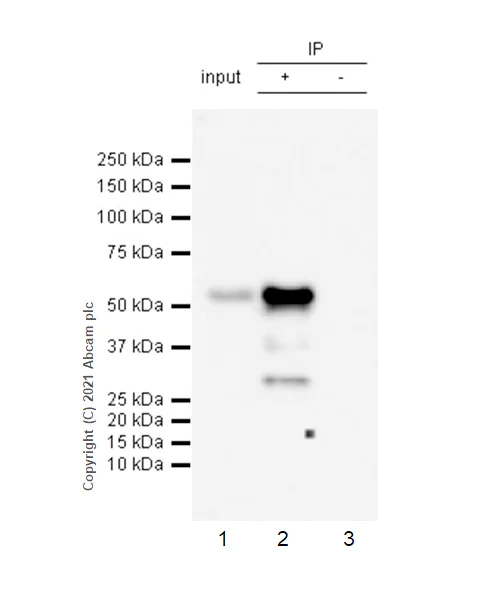 Immunoprecipitation - Anti-Osteopontin antibody [RM1018] - BSA and Azide free (AB283669)