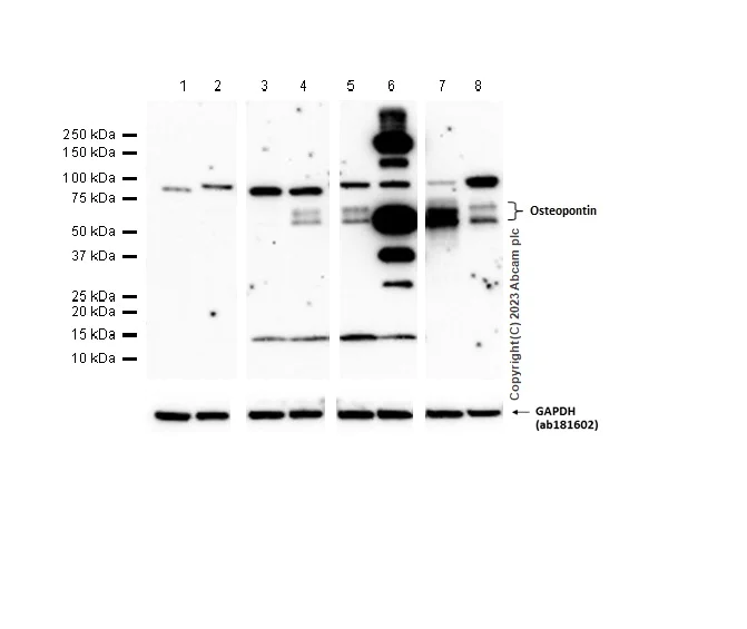 Western blot - Anti-Osteopontin antibody [RM1018] - BSA and Azide free (AB283669)