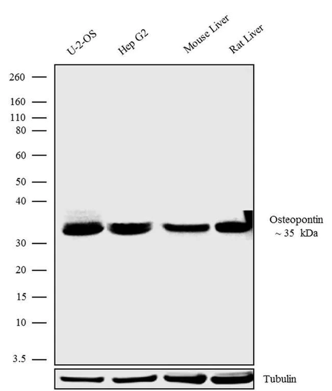 Western blot - Anti-Osteopontin antibody [RP23040158] (AB307994)