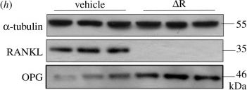 Western blot - Anti-Osteoprotegerin antibody (AB183910), expandable thumbnail