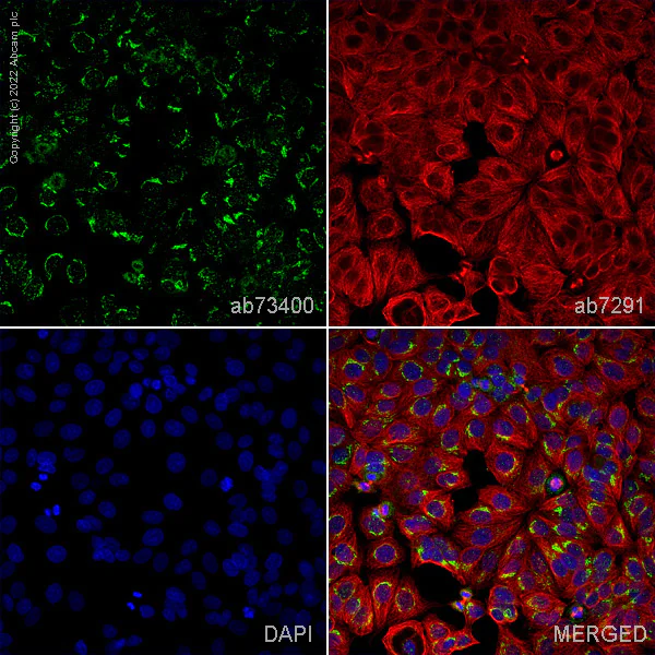Immunocytochemistry/ Immunofluorescence - Anti-Osteoprotegerin antibody (AB73400)