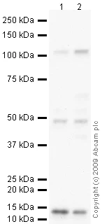 Western blot - Anti-Osteoprotegerin antibody (AB73400)