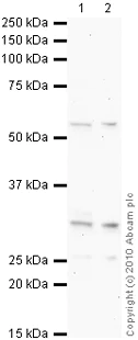 Western blot - Anti-Osteoprotegerin antibody (AB9986)
