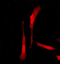 Immunocytochemistry/ Immunofluorescence - Anti-Osteoprotegerin antibody [EPR3592] - BSA and Azide free (AB248021), expandable thumbnail