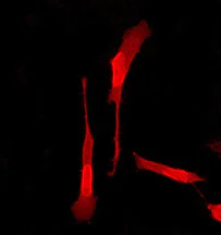 Immunocytochemistry/ Immunofluorescence - Anti-Osteoprotegerin antibody [EPR3592] - BSA and Azide free (AB248021)