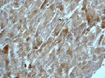 Immunohistochemistry (Formalin/PFA-fixed paraffin-embedded sections) - Anti-Osteoprotegerin antibody [EPR3592] - BSA and Azide free (AB248021), expandable thumbnail