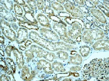 Immunohistochemistry (Formalin/PFA-fixed paraffin-embedded sections) - Anti-Osteoprotegerin antibody [EPR3592] - BSA and Azide free (AB248021)