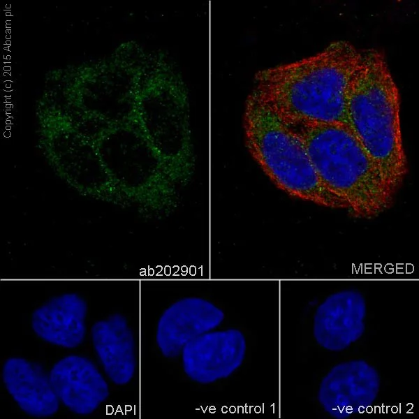 Immunocytochemistry/ Immunofluorescence - Anti-OSTF1 antibody [EP15457] - BSA and Azide free (AB284856)