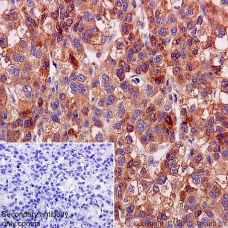 Immunohistochemistry (Formalin/PFA-fixed paraffin-embedded sections) - Anti-OSTF1 antibody [EP15457] - BSA and Azide free (AB284856)