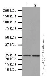 Western blot - Anti-OSTF1 antibody [EP15457] - BSA and Azide free (AB284856)