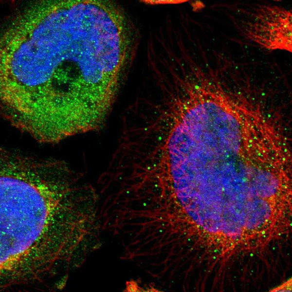 Immunocytochemistry/ Immunofluorescence - Anti-OSTM1 antibody (AB121327)