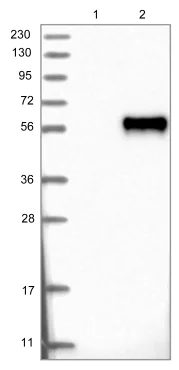 Western blot - Anti-OSTM1 antibody (AB121327)