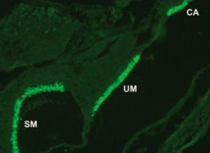 Immunocytochemistry/ Immunofluorescence - Anti-Otoferlin antibody [13A9] (AB53233), expandable thumbnail