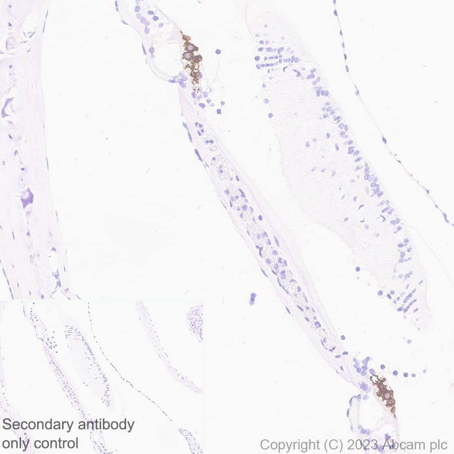 Immunohistochemistry (Formalin/PFA-fixed paraffin-embedded sections) - Anti-Otoferlin antibody [EPR28223-1] (ab309197), expandable thumbnail