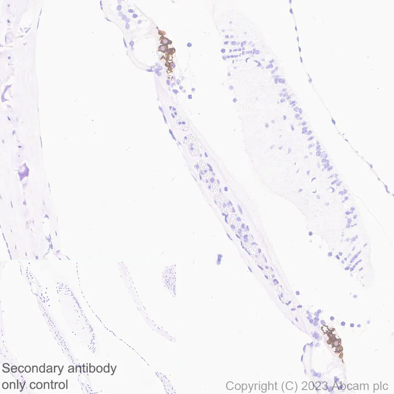 Immunohistochemistry (Formalin/PFA-fixed paraffin-embedded sections) - Anti-Otoferlin antibody [EPR28223-1] (AB309197)
