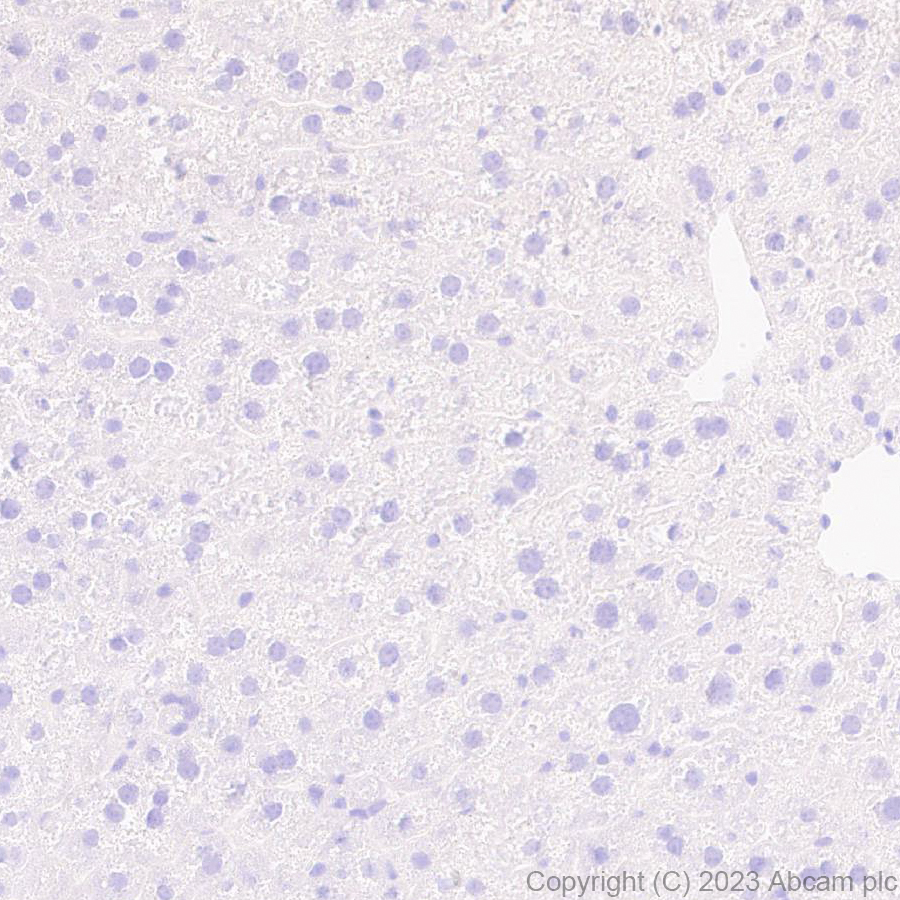 Immunohistochemistry (Formalin/PFA-fixed paraffin-embedded sections) - Anti-Otoferlin antibody [EPR28223-1] (AB309197), expandable thumbnail