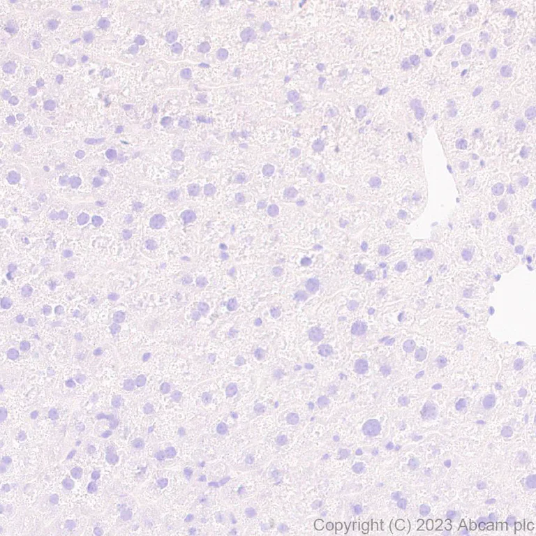 Immunohistochemistry (Formalin/PFA-fixed paraffin-embedded sections) - Anti-Otoferlin antibody [EPR28223-1] (AB309197)