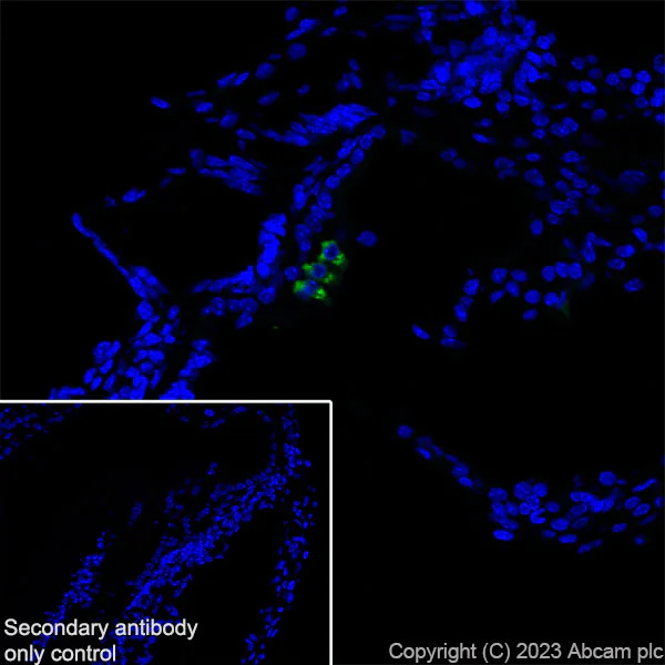 Immunohistochemistry (Frozen sections) - Anti-Otoferlin antibody [EPR28223-1] (AB309197)