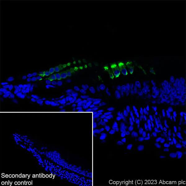 Immunohistochemistry (Frozen sections) - Anti-Otoferlin antibody [EPR28223-1] (AB309197)