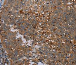 Immunohistochemistry (Formalin/PFA-fixed paraffin-embedded sections) - Anti-Otoraplin antibody - C-terminal (AB198781), expandable thumbnail